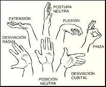 Fig.2. Psturas de la man Antebrazs realizand mvimients de prn supinación. Brazs en flexión pr encima del nivel de ls hmbrs. Hmbrs en abducción.