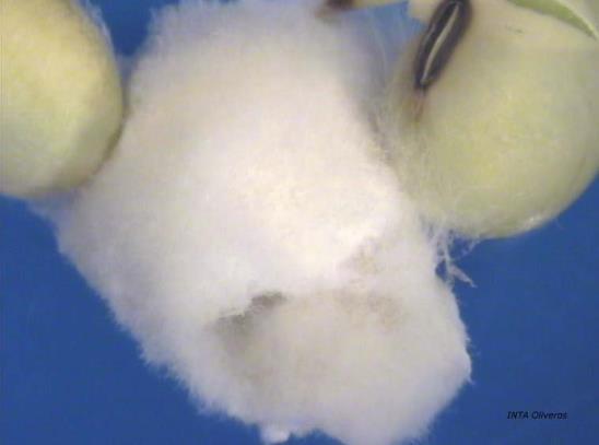 Figura 1: Semilla de soja con micelio de Fusarium spp.