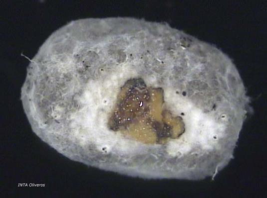 Figura 3: Semilla de soja con micelio de Cercospora kikuchii.