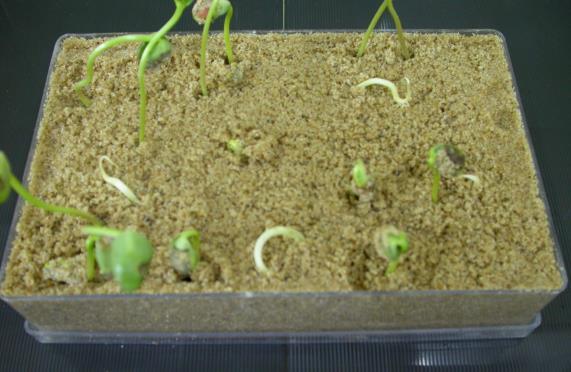 Figura 10: Germinación obtenida en la prueba de frío sin curado de las semillas. Figura 11: Germinación obtenida en la prueba de frío con semilla curada.