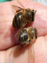 Pérdida media de cuadros de abejas Disminución de la cría: Mayor incidencia de varroa.