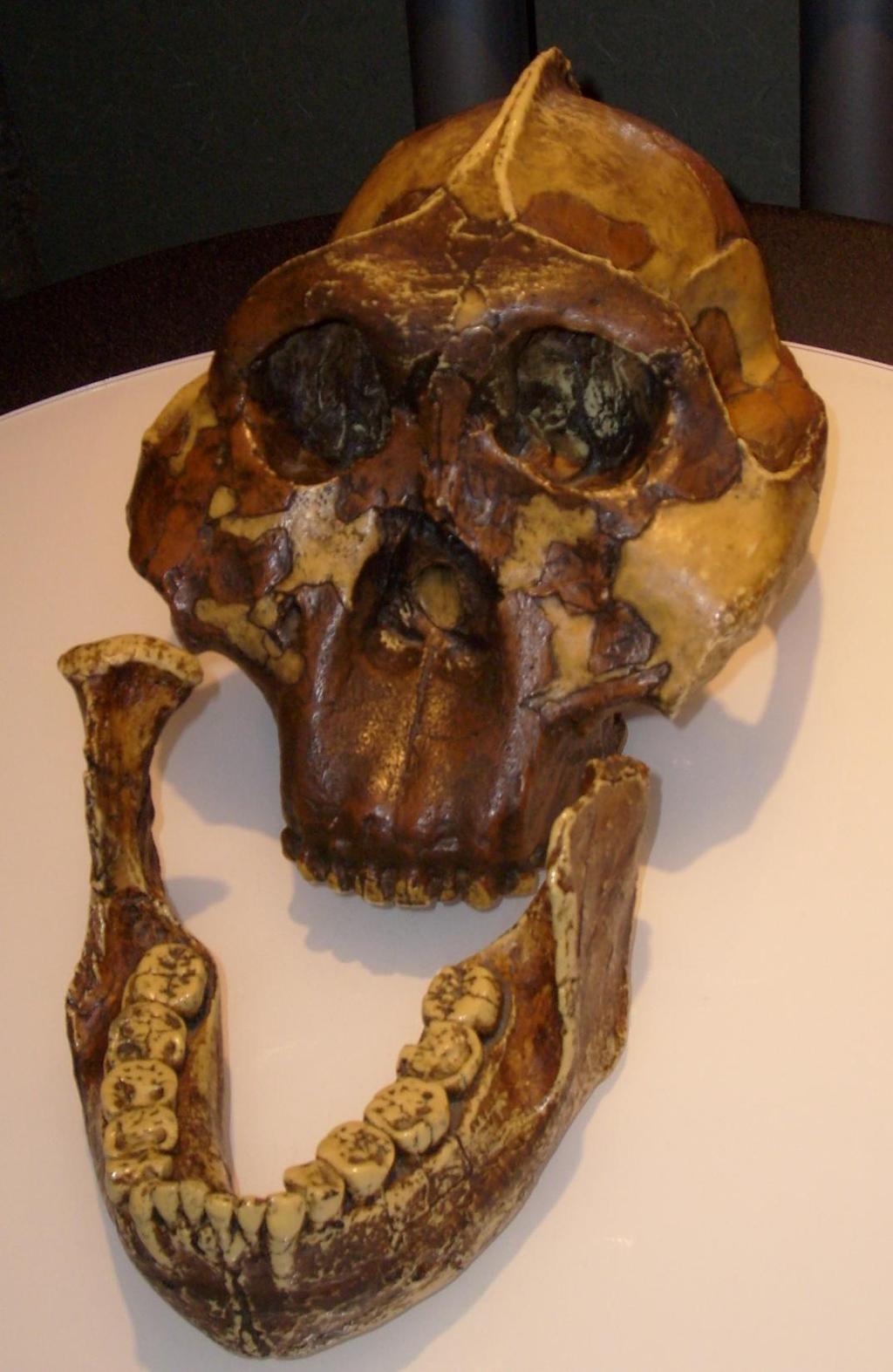 Réplica del cráneo de Paranthropus boisei.