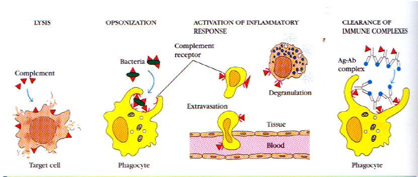 Una vez que cualquiera de estas vías se haya activado, vamos a tener estas funciones: Reclutar células inflamatorias. Opsonización de patógenos.