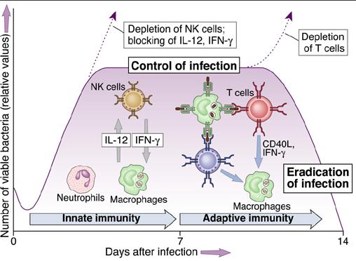 R.I. a les Infeccions per bacteris intracel lulars Els bacteris intracel lulars