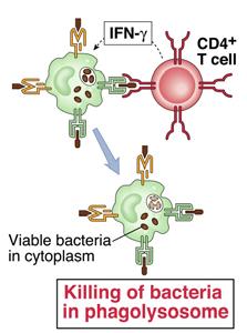 ) -> iuen dins dels fagòcits per mecanismes d inhibició de la funció bactericida Només l