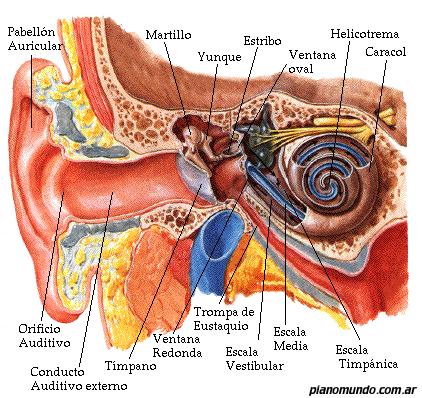 3. PRESIÓN EN UN FLUIDO ESTÁTICO Problema El tímpano separa herméticamente el oído externo del oído medio.