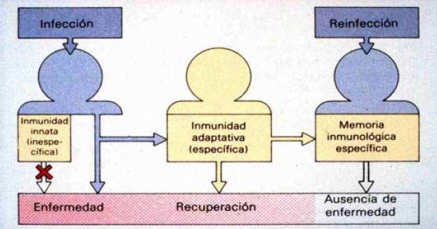 Integración del sistema inmunitario innato y el adaptativo La inmunidad innata constituye la primera barrera de defensa frente a la infección por agentes patógenos