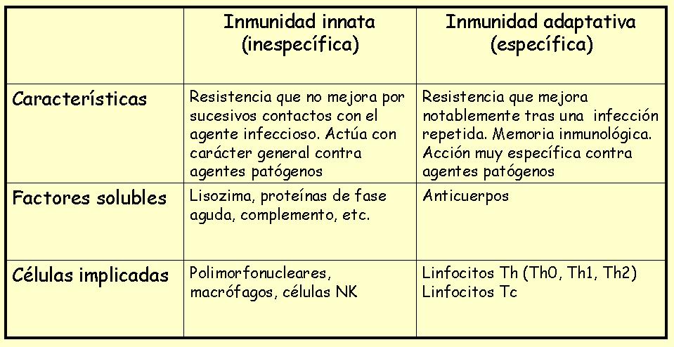 Si no logra detener la infección, tenemos la enfermedad. Mientras, la inmunidad específica adaptativa comienza a desarrollarse.
