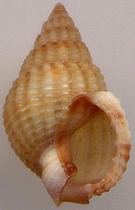 Bolinus brandaris Nassarius pygmaeus