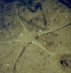 EQUINODERMOS) Crustáceos