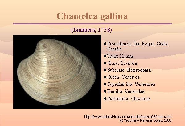 Especies de interés pesquero del Bentos en la CV La Chirla (Chamelea gallina) es una de las principales especies del bentos del litoral de la CV.