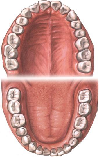 Dificultades simples en masticar y tragar también contribuyen a una ingesta alimentaria menor: Mala dentadura y la pérdida de dientes aumenta conforme avanza la edad. (Katsanos, Chinkes et al.