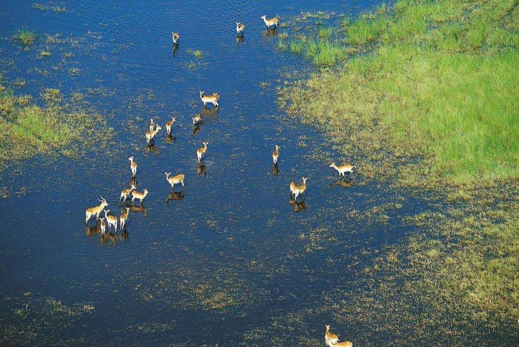 El Delta del Okavango se alimenta del agua procedente de