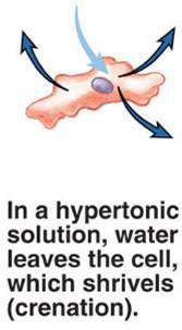 Si por el contrario, el medio extracelular se diluye, se hace hipotónico respecto a la célula, el agua tiende a entrar
