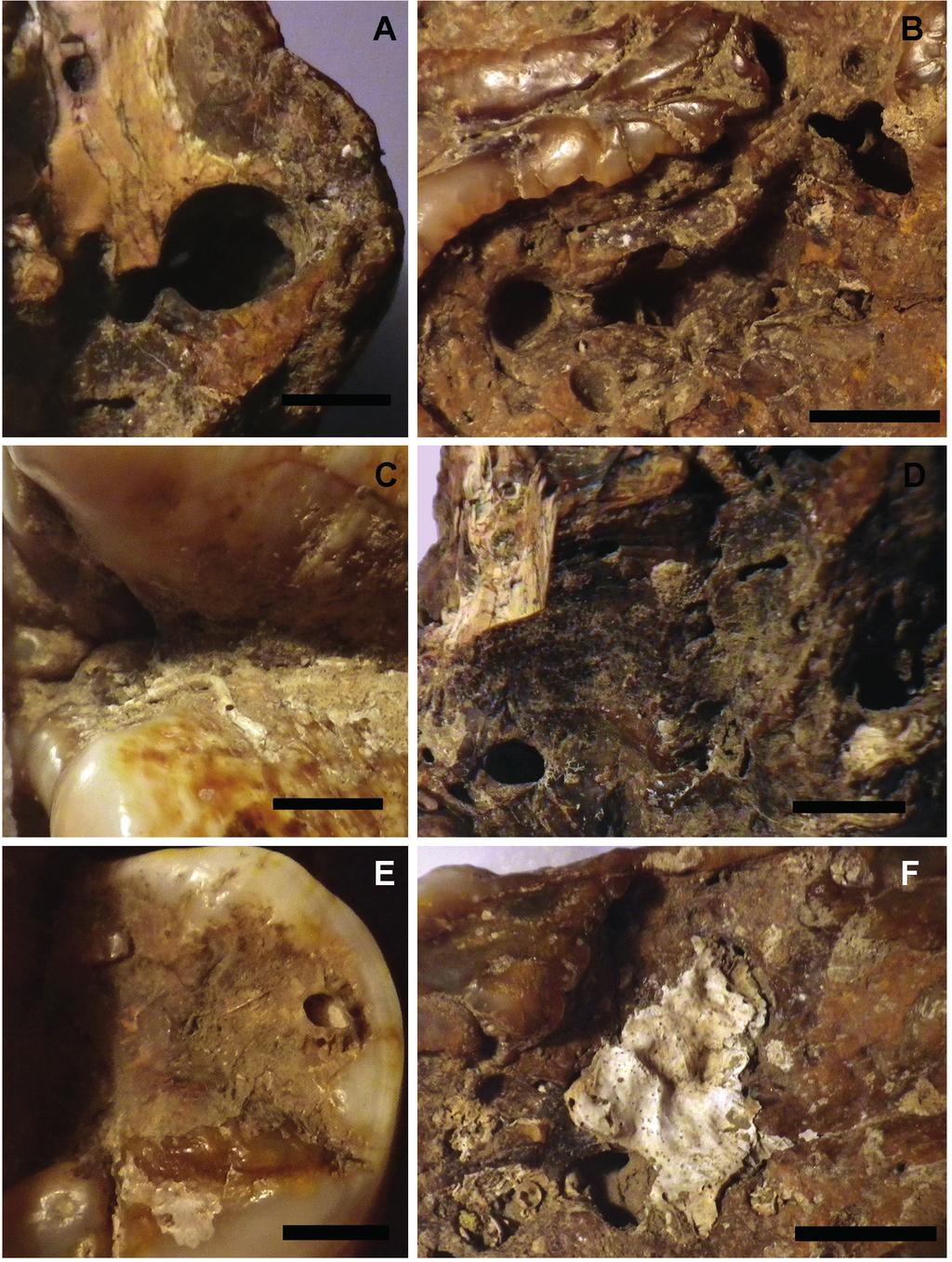 LAURITO ET AL.: El mastodonte bajo el agua... 141 Fig. 4: Trazas de bioturbación tipo Gastrochaenolites en la porción ósea de la raíz en a. y d., y en la dentina de la zona oclusal en b.