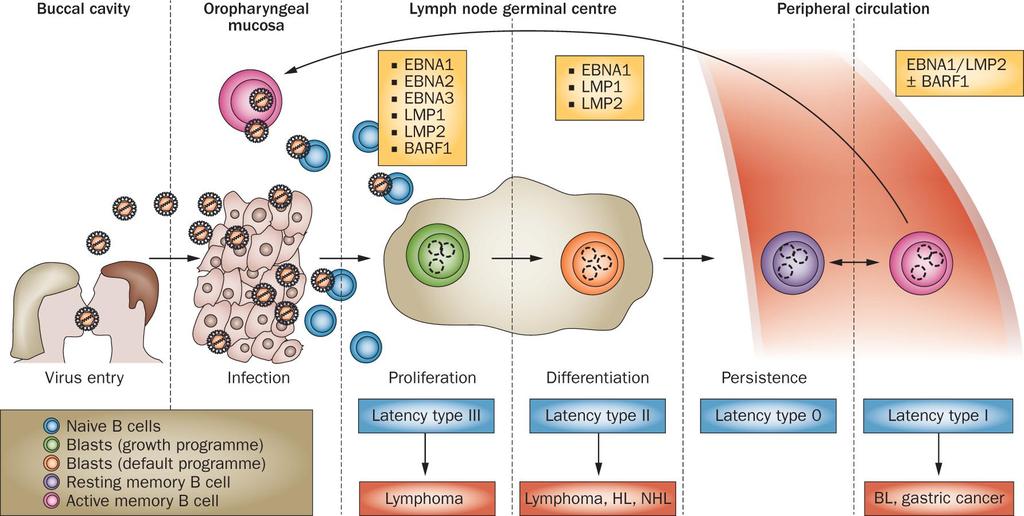 Ciclo del EBV, latencia y linfoma ( modelo del Centro Germinal ) El virus