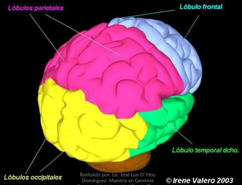 LOBULOS DE CEREBRO Y SUS FUNCIONES Un lóbulo es una parte de la corteza cerebral que subdivide el cerebro según su función. A continuación se definen los principales lóbulos cerebrales.