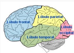 El cerebro humano puede dividirse en dos partes más o menos simétricas denominadas hemisferios. Cada hemisferio puede dividirse en 4 lóbulos diferentes: 1. Lóbulo Occipital (rojo).