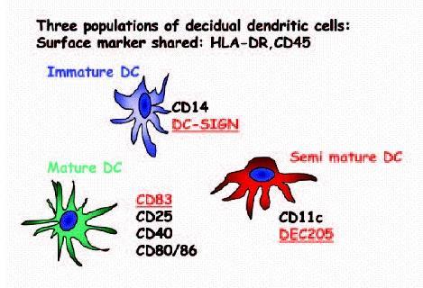 Maduración de las células dendríticas Piel y mucosas Células dendríticas inmaduras Células dendríticas maduras Eficientes en captación y procesamiento del Ag Alta expresión de RFc y de manosa Baja