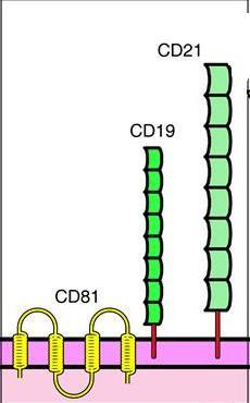Co-receptor: CD-19