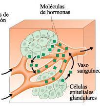 Las glándulas endocrinas producen