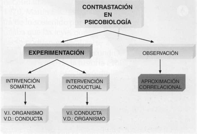 Estrategias de investigación La Psicobiología trata de explicar la conducta humana a través del funcionamiento del SN y del organismo en general.