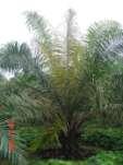 Protección de las inversiones de los palmicultores: Estabilidad de la producción a lo largo del ciclo de vida en condiciones climáticas difíciles.