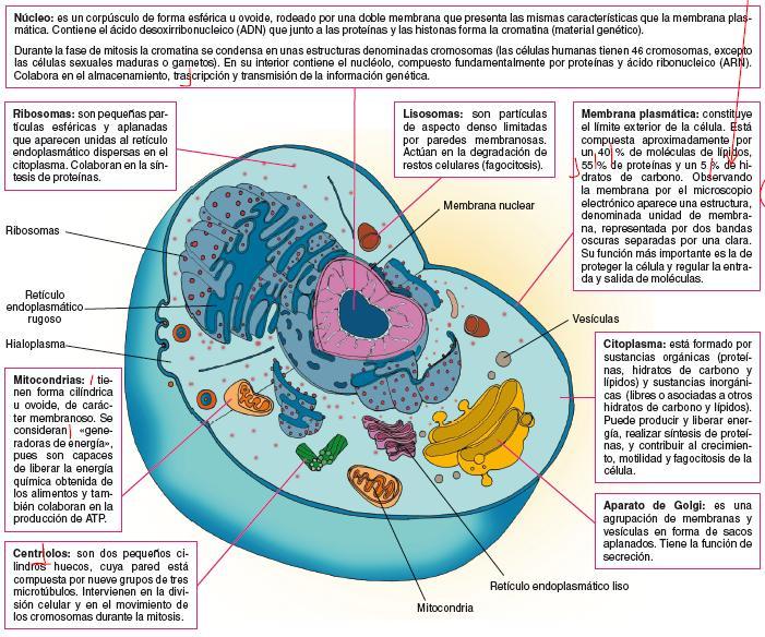 Nivel celular Unidad básica funcional Múltiples formas, adaptadas a su función Formada por núcleo y citoplasma: Mitocondrias Ap.