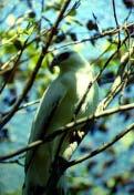 Gavilán blanco De la misma manera, se ha encontrado que de las 130 especies de aves registradas en las fincas ganaderas, 65% son especies que requieren áreas de bosque para su conservación, como el