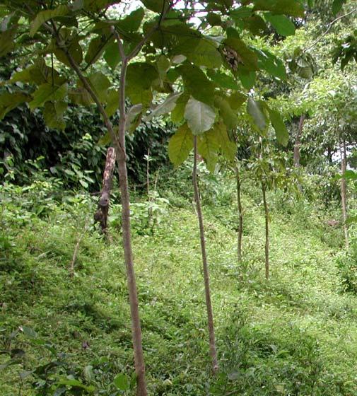 30 Buenas prácticas para conservar la biodiversidad Especies recomendadas para enriquecer la población de árboles, en los diferentes usos de la tierra, en fincas de Esparza, por ser benéficas para el