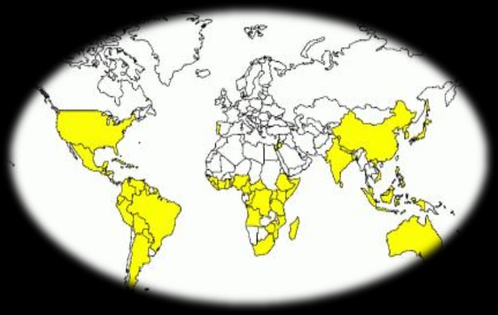 PRINCIPALES DATOS DEL SECTOR Mundo La producción de piña se encuentra distribuida alrededor de 83 países entre
