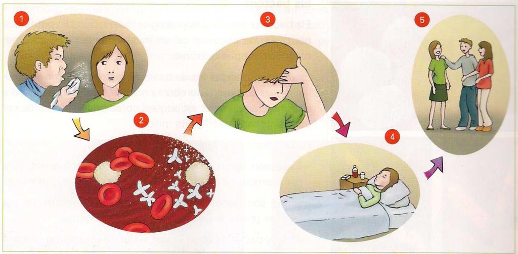 Les etapes d una malaltia contagiosa 1.- Contagi:Transmissió de la malaltia entre una persona malalta i una persona sana. 2.