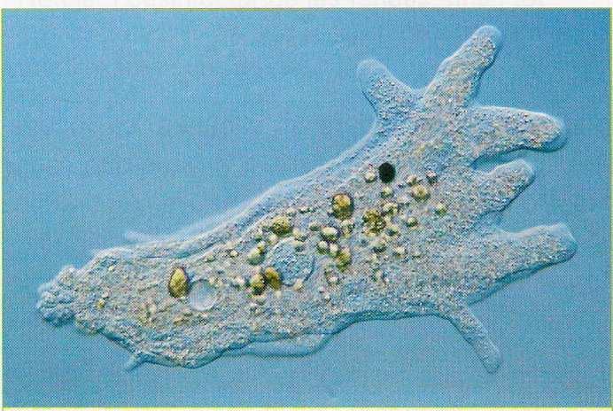 Altres microorganismes perjudicials Ameba Les amebes són organismes patògens unicel lulars que es troben a les aigües dels rius,
