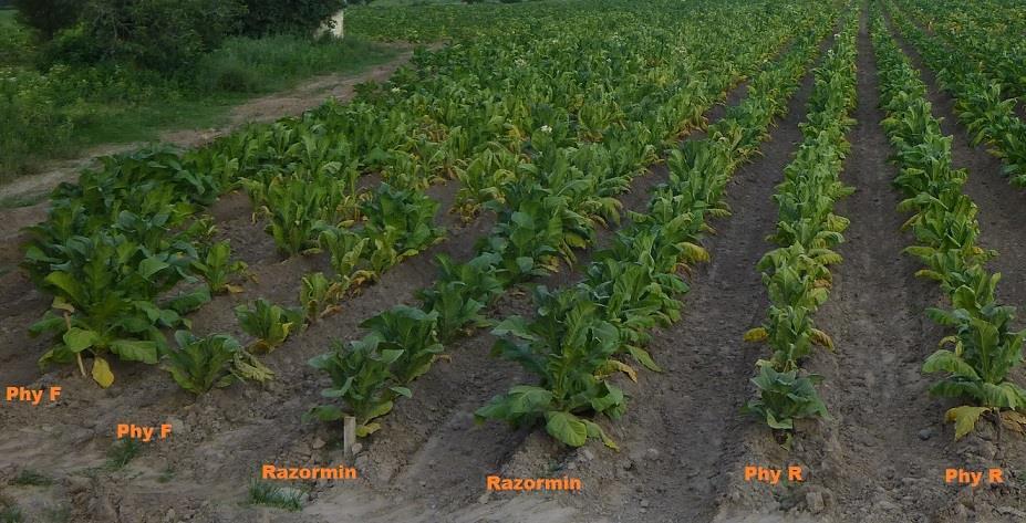 Nutrición en Tabaco: Phyllum F y Phyllum R vs