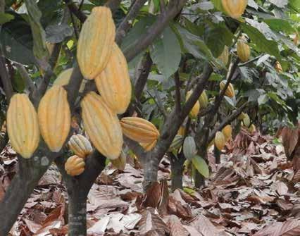 El momento de emprender nuevas plantaciones o mejorar prácticas existentes es ahora, y hacer de este un negocio sustentable y sostenible de la mano de cacao Arriba es posible.