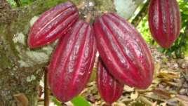 METODOLOGIA Tipo genético de cacao Para determinar el tipo