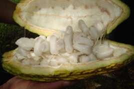 fincas y se realizaron observaciones fenotípicas del cacao (forma