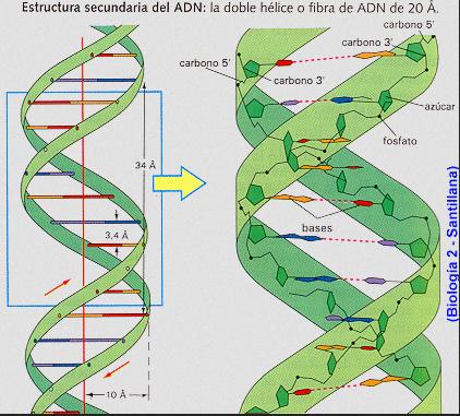 Estructura del ADN El ADN estaría formado por dos cadenas de polinucleótidos que s e r í a n A N T I PA R A L E L A S, COMPLEMENTARIAS y enrolladas una sobre la otra en forma de DOBLE HÉLICE.