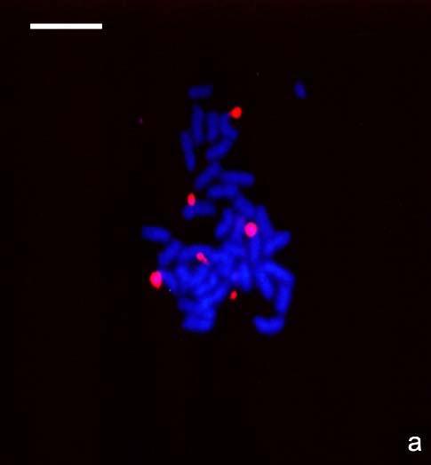 FISH: Localización de la región ribosomal 26S utilizando una sonda homologa de girasol Metafases mitóticas hibridadas con