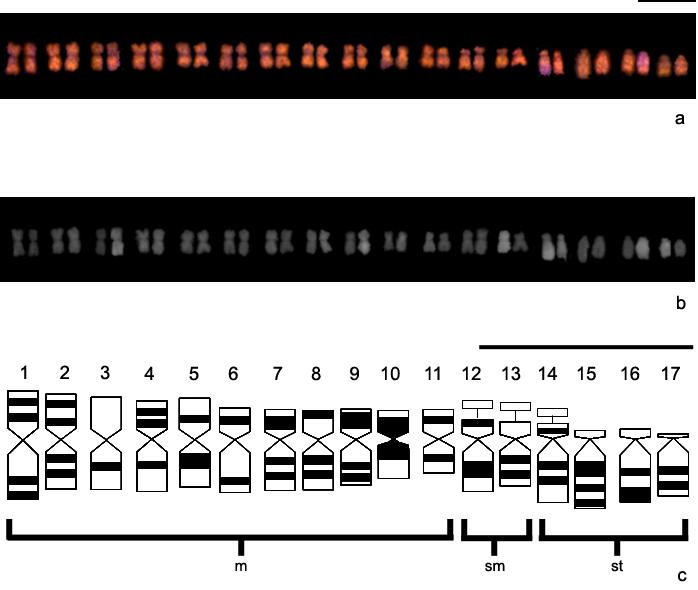 Identificación del complemento cromosómico completo de girasol mediante BAC-FISH, ADNr-FISH y caracterización morfológica a y b Cariograma de girasol realizado a partir de la