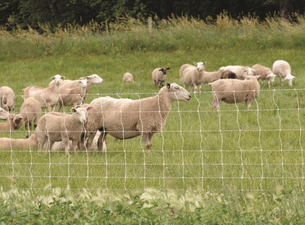 ovulatoria y sobre el número de corderos destetados por oveja parida