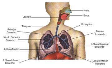 PÁGINA: 3 de 7 2. FUNCIÓN DE RESPIRACIÓN La respiración es el proceso por el cual los seres vivos ingresan aire (que contiene oxígeno) sus organismo y sacan de él aire rico en dióxido de carbono.