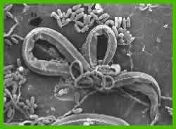 Muchos hongos crecen como tubos microscópicos o filamentos.