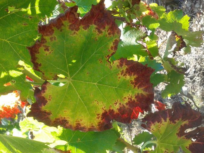 Los daños que provoca esta plaga atañen únicamente a las hojas, sobre las cepas de variedades tintas se observan manchas de color rojizo que comienzan en el borde de la hoja y avanzan hacia el