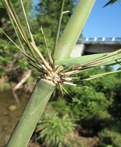 recientemente como especies nuevas, de esta forma se está contribuyendo al conocimiento sobre la biodiversidad nacional y sobre todo de la bambúflora (Figura 1).