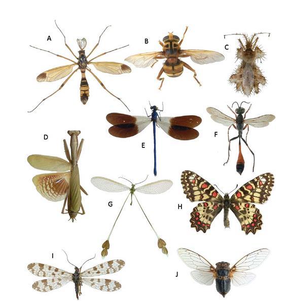 Las alas de todos los órdenes de insectos son homólogas entre sí (primer