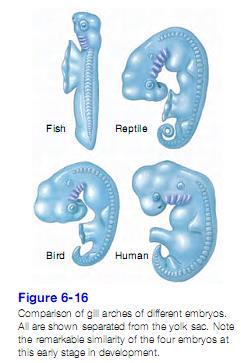 3- Embriología comparada Las similitudes en el desarrollo temprano de los