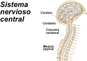 El sistema nervioso central está formado por: la médula espinal, estructura alargada de tejido blando, ubicada al interior de la columna vertebral; y el encéfalo, estructura voluminosa situada sobre