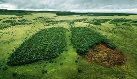 Según la FAO(2006) anualmente se deforestan 13 millones de hectáreas en el mundo, creando una intensiva erosión de los pool genéticos, acelerando la extinción de las especies, degradando los