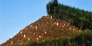 En la región tropical la pérdida anual de superficie forestal entre 2000 y 2010 fue de aproximadamente siete